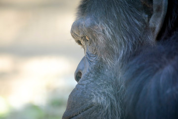 Portrait d'un chimpanzé sous le soleil d'été