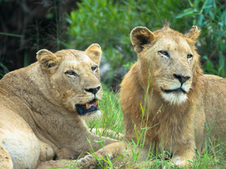  Portrait of lion and lioness lying in the grass 