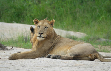Fototapeta na wymiar Junger Löwe in der Savanne, Afrika