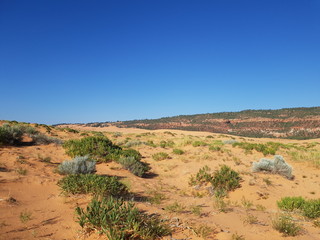 Yellow Sand and shrubs at Coral Pink Sand Dunes State Park, Utah