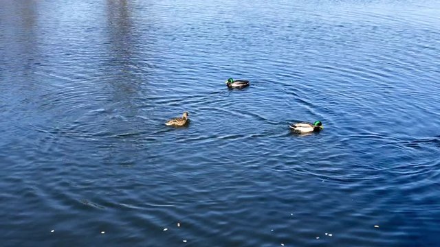Ducks swim in a group of blue water spring