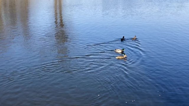 Ducks swim in a group of blue water spring