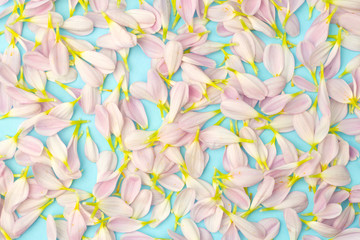 Pink petals on a colored background. Floral spring background