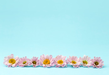 Buds of pink flowers with pink petals on a colored minimal background. Floral background concept