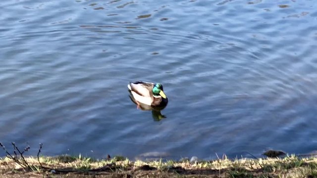 Mallard Duck male in blue water spring