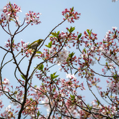 桜とメジロ