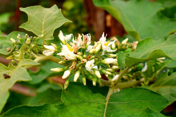 Fototapeta premium White wild of Plate brush eggplant flowers (Solanum torvum) blooming in cluster.