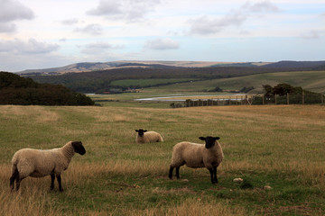 Naklejka na ściany i meble Sussex (England), UK - August 23, 2015: Sheeps near Sussex coast, England, United Kingdom.