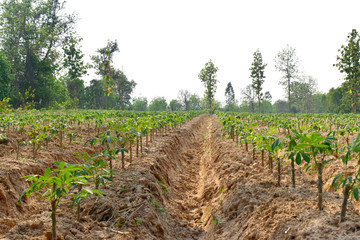 Obraz premium Close up of cassava plant rows in farmland at countryside of Northeast Thailand