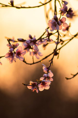 Peach blossom at sunset