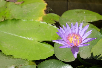 Purple lotus blossoms blooming in the sunlight in the lotus flower garden, with bees flying around.