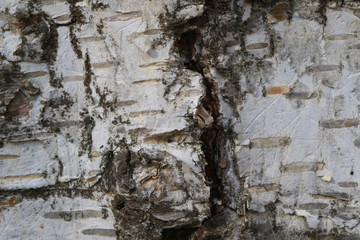 Tree bark. Wood moss. Abstract background. Macro.