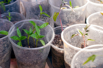 Young Seedling. Young seedlings growing on windowsill in plastic cup. New plants for planting in the garden. Sprouts of vegetables. Tomatoes, cucumbers, pumpkin and other crops