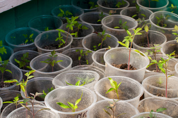 Young Seedling. Young seedlings growing on windowsill in plastic cup. New plants for planting in the garden. Sprouts of vegetables. Tomatoes, cucumbers, pumpkin and other crops