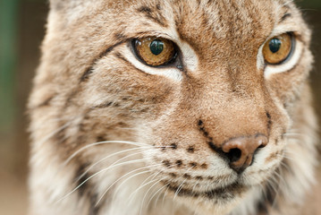 Portrait rapproché sur un Lynx européen