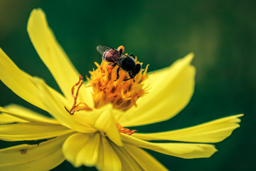 Blurred unclear nature background bee or honeybee on yellow flower collects nectar. Golden honeybee on flower pollen