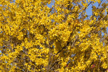 Fototapeta premium Golden flowers Border forsythia