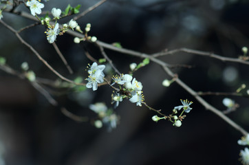 white flowers of a tree