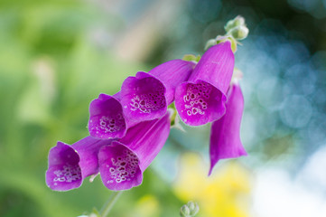Digitalis