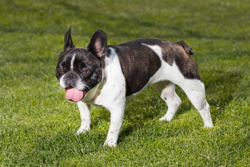 Fototapeta premium Portrait picture of a French Bulldog puppy who is playing in the yard on the grass.