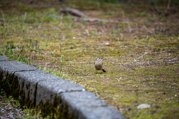 公園で見つけたジョウビタキ