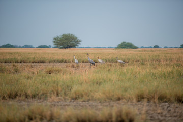 Obraz na płótnie Canvas heron in the field