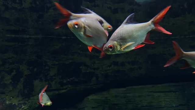 Beautiful red-finned tinfoiled barbus, Barbonymus schwanenfeldii floating in aquarium.