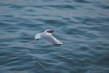 A seagull going in for a landing in tumwater Water falls park in tumwater . Seagull flying in the sky . seagulls are flying against the beach
