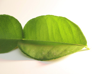 Fresh green kaffir lime leaves isolated on white background