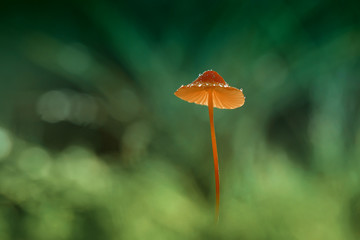 Mushroom alone