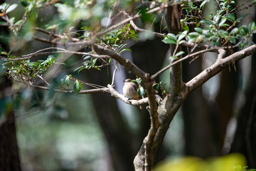 公園で見つけたジョウビタキ