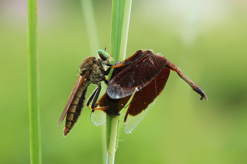 Robberfly 