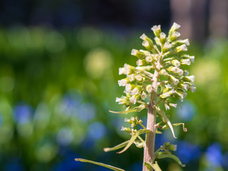 white spring flowers with blurred background
