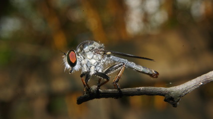fly on a leaf