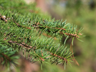 Coniferous tree branch with water drops. Macro shot