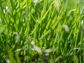 Green grass background texture. Field of fresh green grass texture as a background, top view, horizontal. Artificial green grass texture for background.