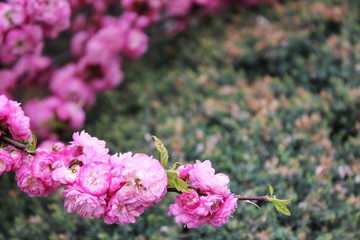 Obraz premium Cherry blossoms. Spring has come. Pink flowers.