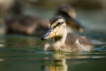 mignon petit canard dans une rivière d'Europe