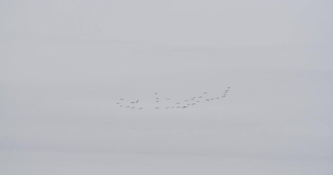 Geese Flying South 