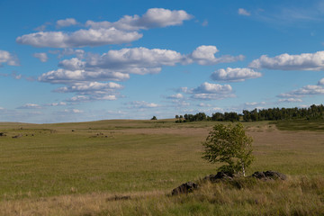 Obraz premium blue sky with Cumulus clouds, field (steppe)
