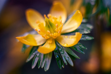 Fototapeta premium small yellow wildflowers in a meadow buttercup caustic or another name for night blindness