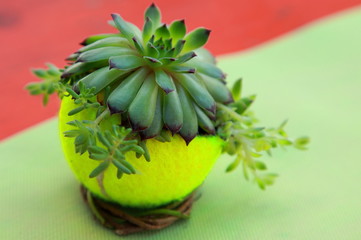 Tennisball mit Blume