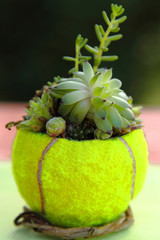 Tennisball mit Pflanze