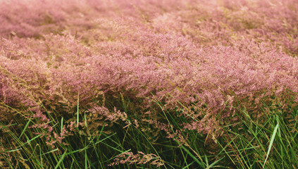 rośliny © Patrycja