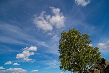 blue sky and tree
