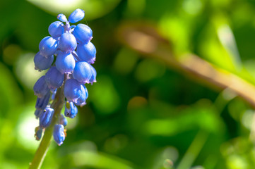 Blue Muscaris in bloom in spring