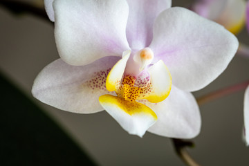 Fototapeta na wymiar Orchideenblüte vor dunklem Hintergrund