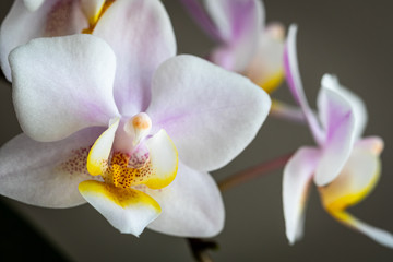 Fototapeta na wymiar Orchideenblüten einer weißen Orchidee