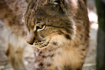 Fototapeta premium Portrait rapproché sur un Lynx européen