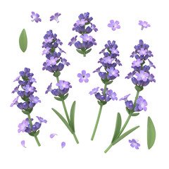 Lavender flowers isolated on white backdrop. Beautiful purple lavender herb plant Fresh violet lavender flowers with petals. Bunch of Blooming Lavender for Aromatherapy. Aromatic Wildflower. 3d render